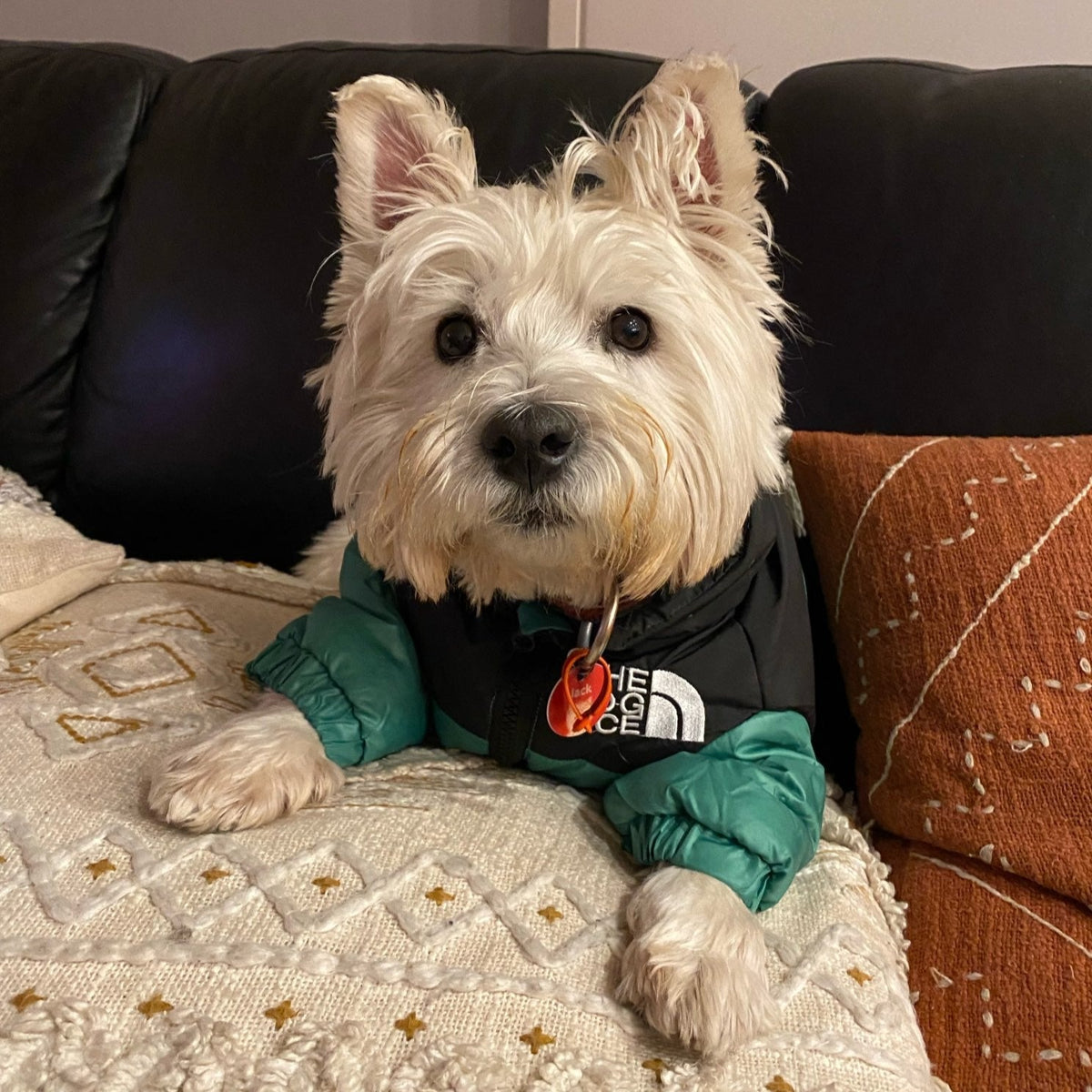 Westie sale dog coats