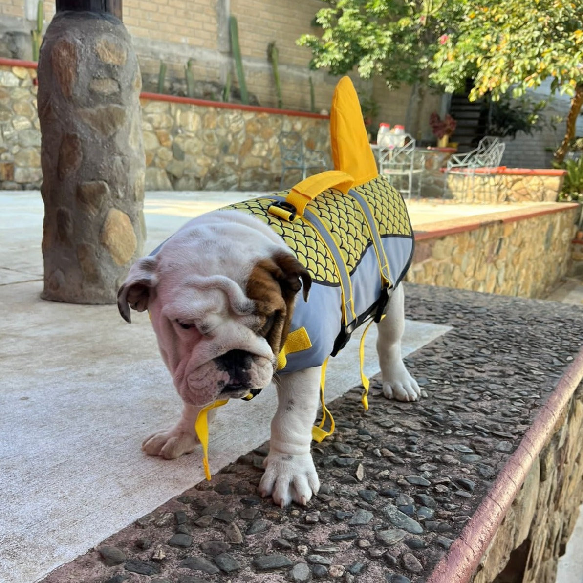 Shark Dog Life Jacket