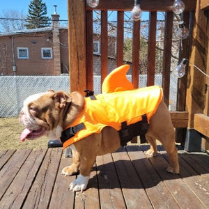 Bulldog Life Jacket