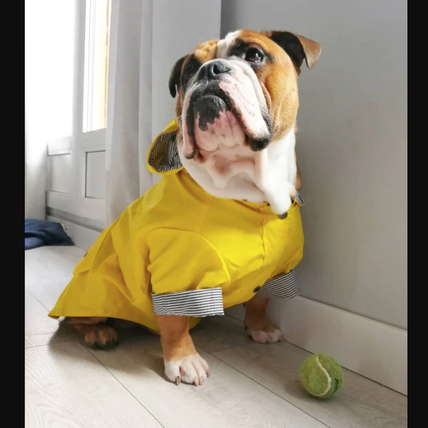 Sporty Dog Raincoat