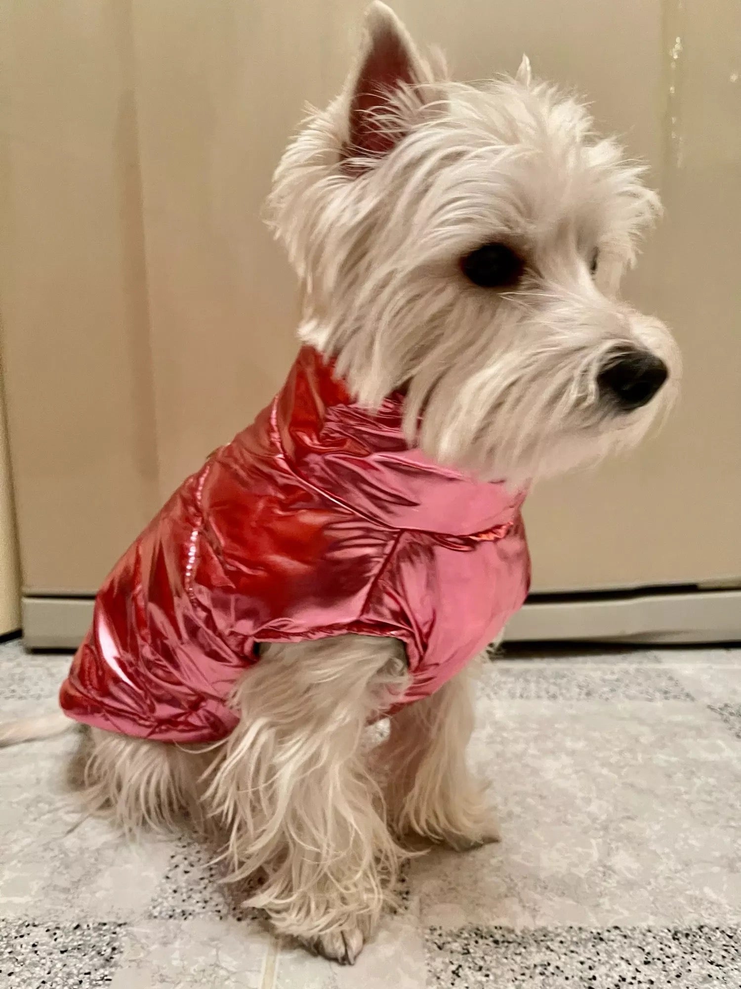 Westie shops dog jackets