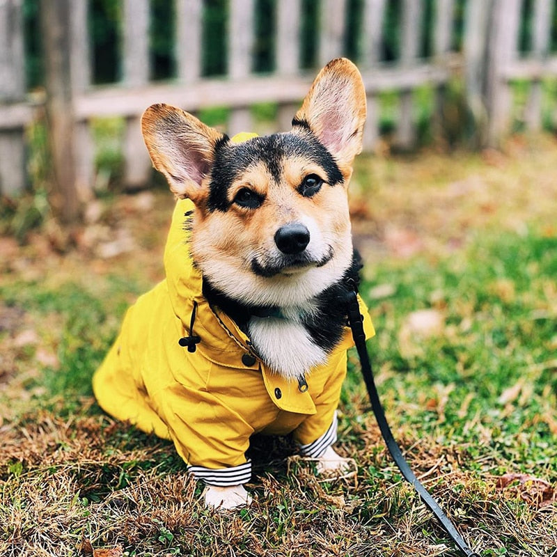 Sporty Dog Raincoat