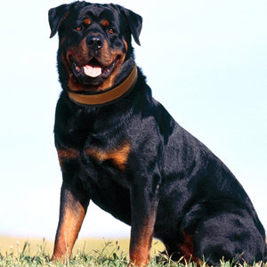 Leather Big Dogs Collar